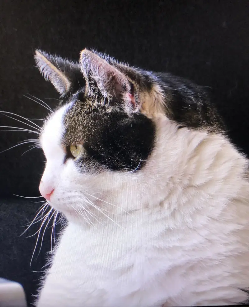 Andachtsbild von Petra mit Timmy im Herzen