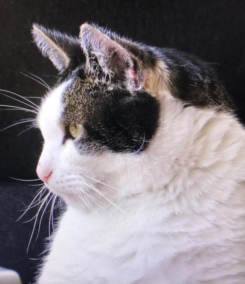 Andachtsbild von Petra mit Timmy im Herzen(+8.1.2020)