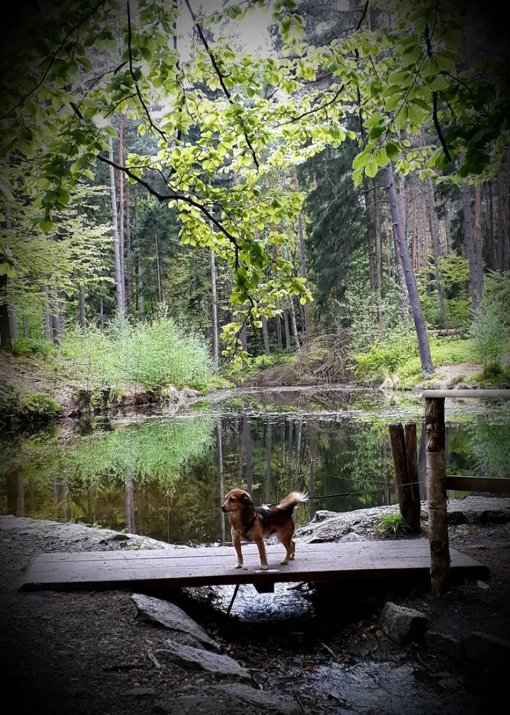 Condolence image of Heidemarie mit Seelenhund Gino