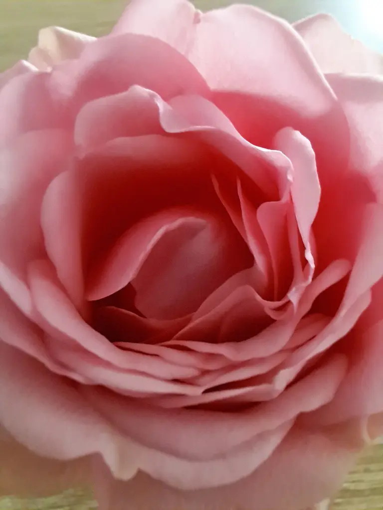 Condolence image of Für unsere Nele