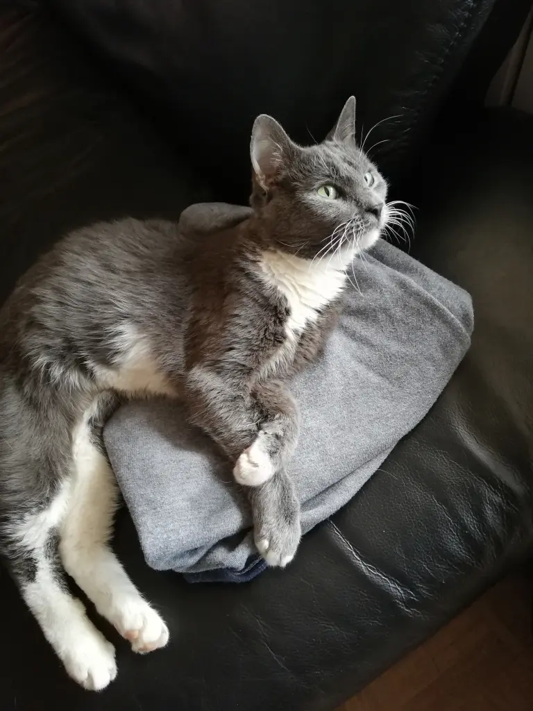 Image from Simba 