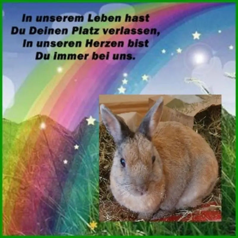Condolence image of Patricia mit Bunny im ❤ gest. 24.11.2020