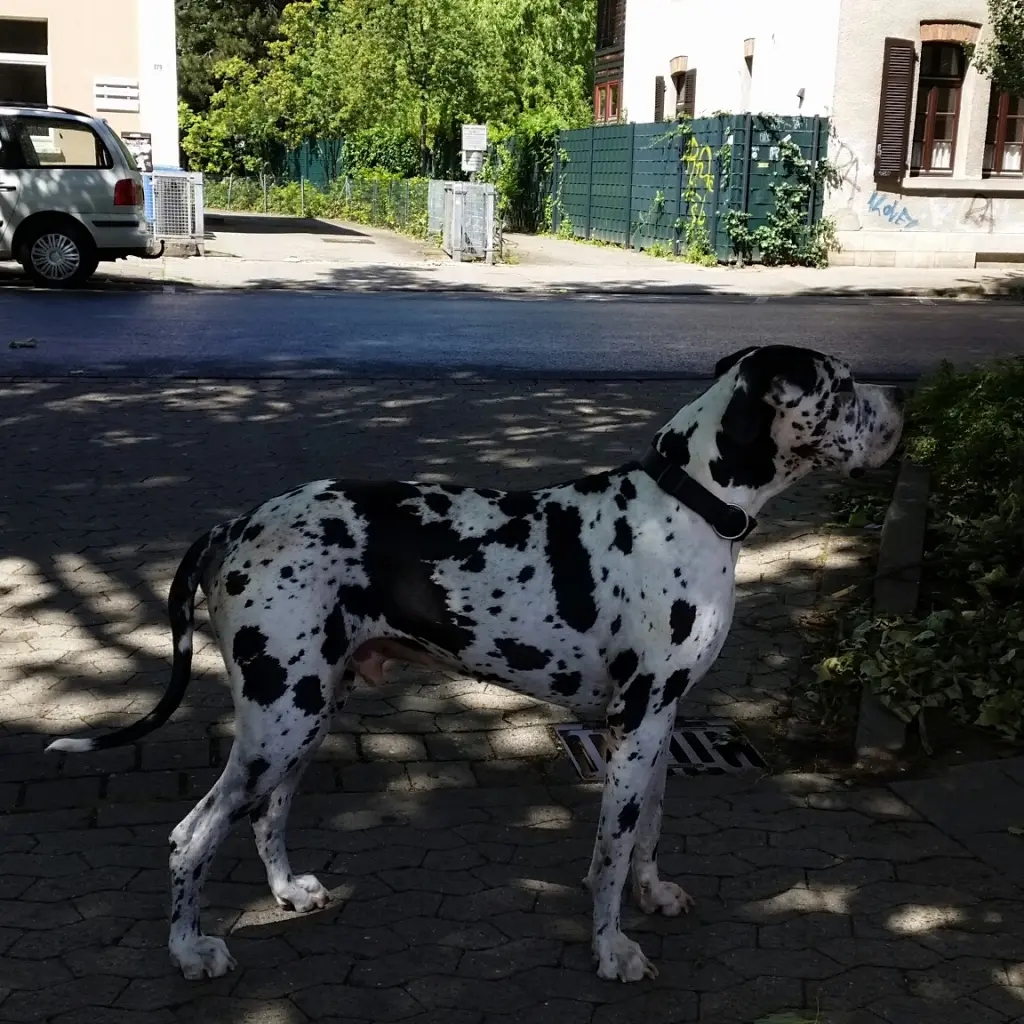 Condolence image of Daniela mit Sniper im Herzen