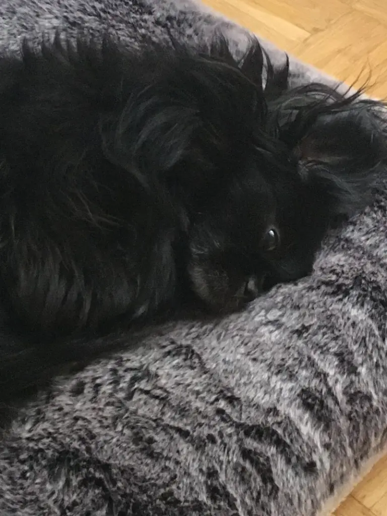 Condolence image of Ruth mit Atica im Herzen