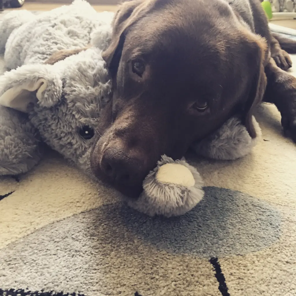 Image from Monty
