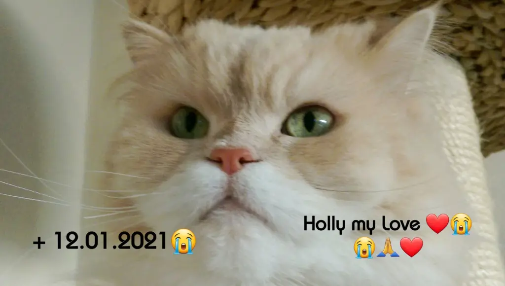 Image from Holly ( Spitzname : Mäusekind, Pippinella, Babymaus ) 