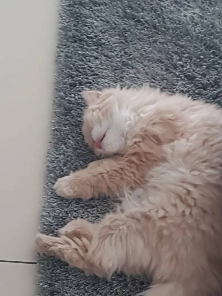 Image from Holly ( Spitzname : Mäusekind, Pippinella, Babymaus )