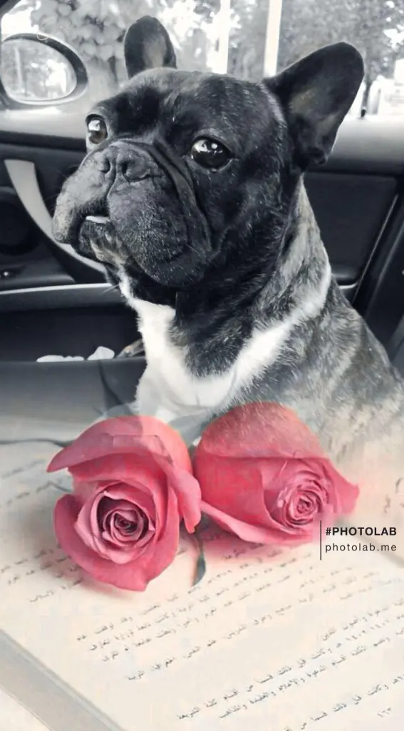 Image from Seppy