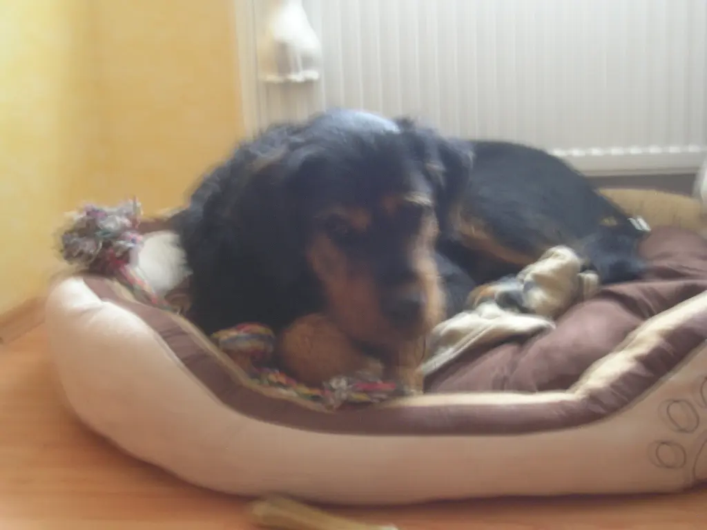Image from Zampo