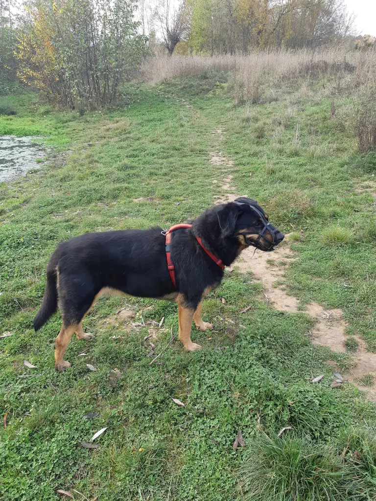 Image from Zampo