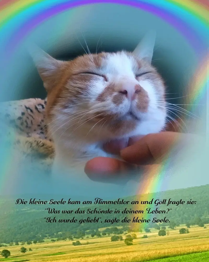 Condolence image of Patricia mit Schröder im Herzen ❤️