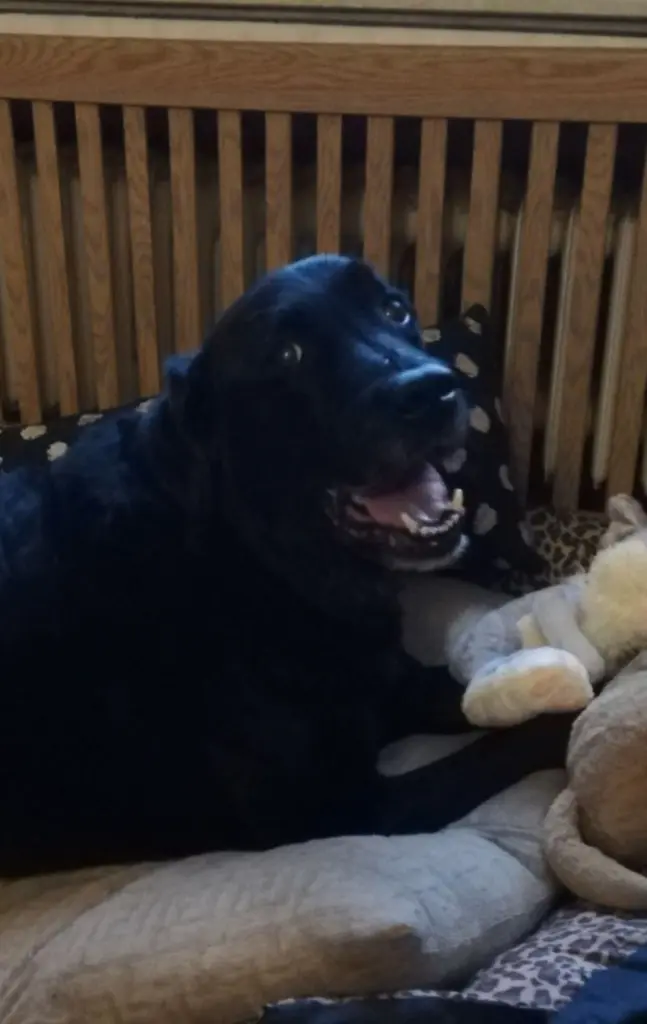 Condolence image of Lotti