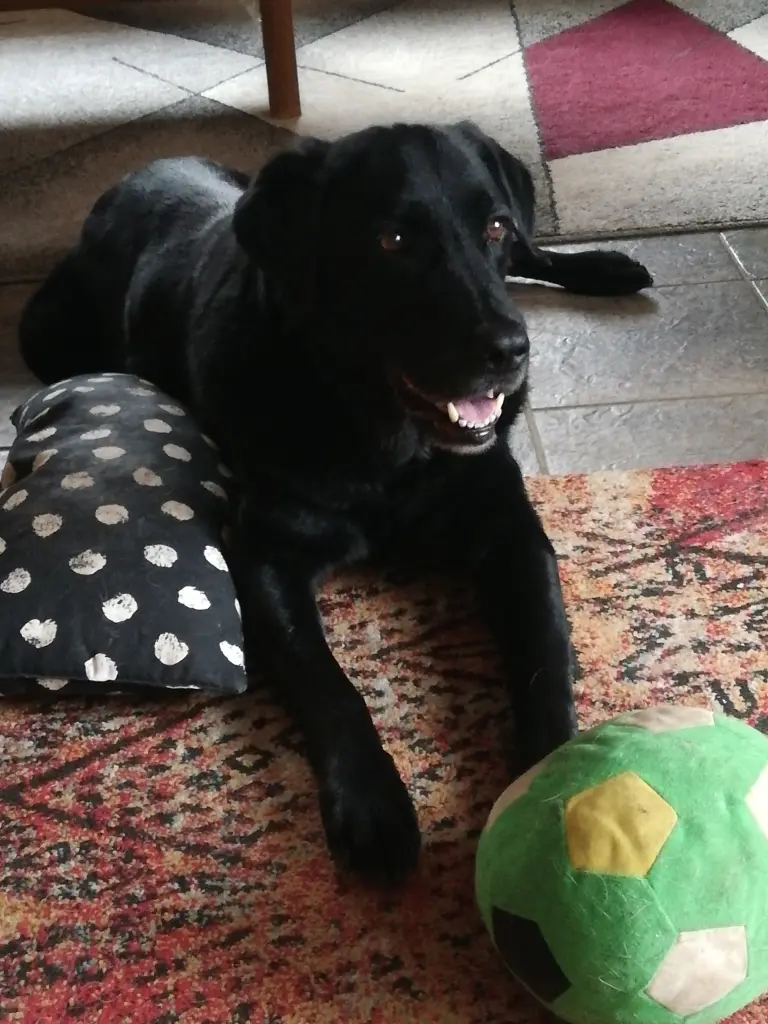 Condolence image of Lotti