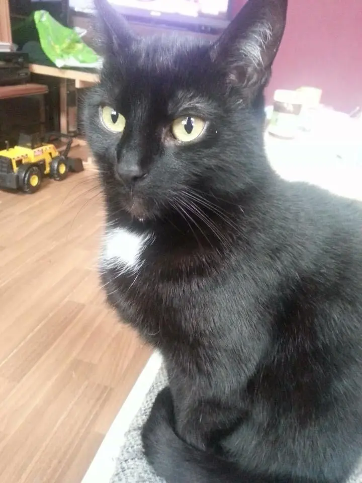 Image from Püppie