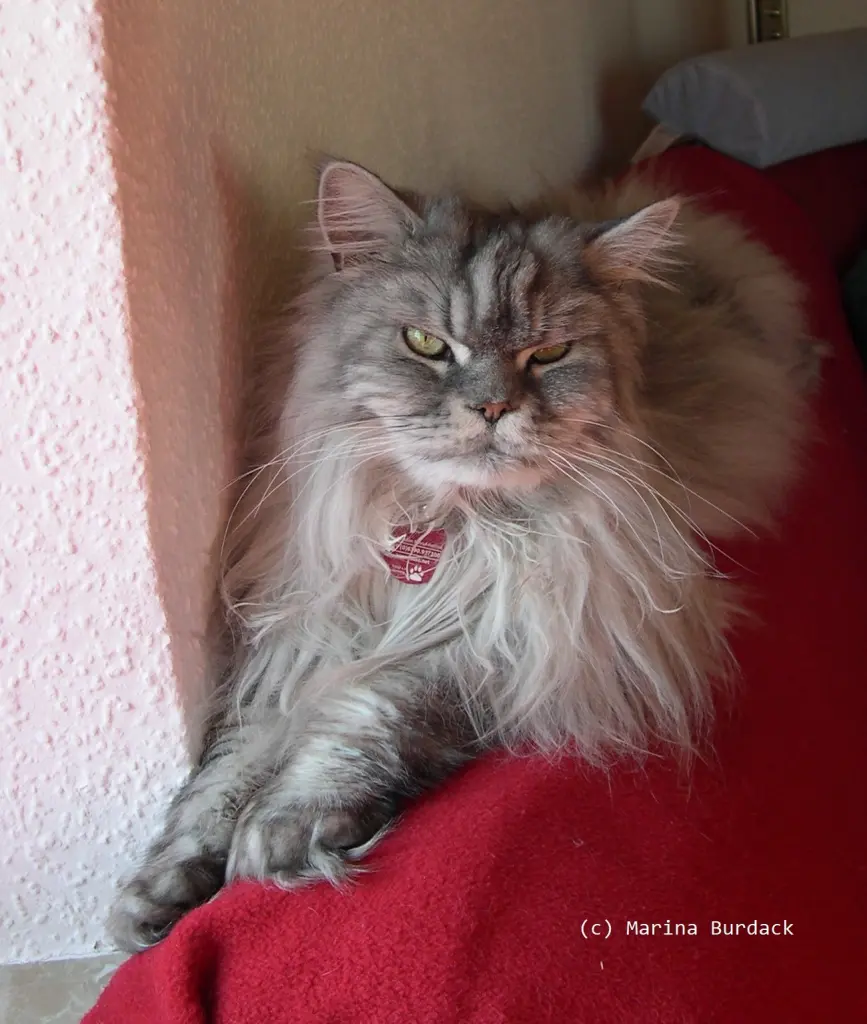 Image from Simba