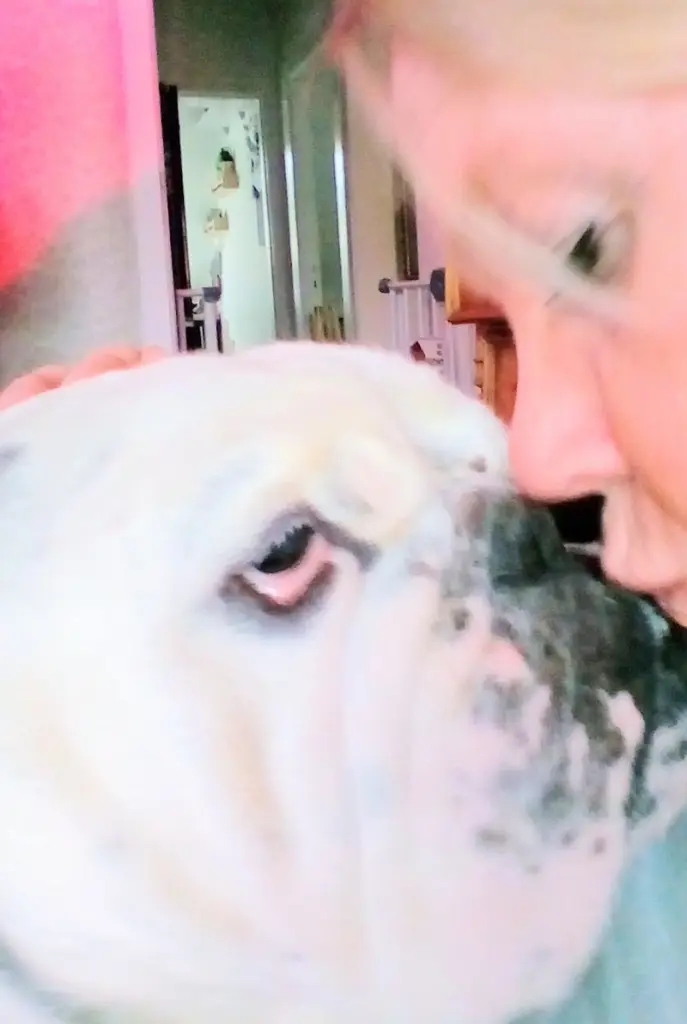 Condolence image of Yvonne mit King tief im Herzen❤️✝️13.09.2019 (eng. Bulldog)