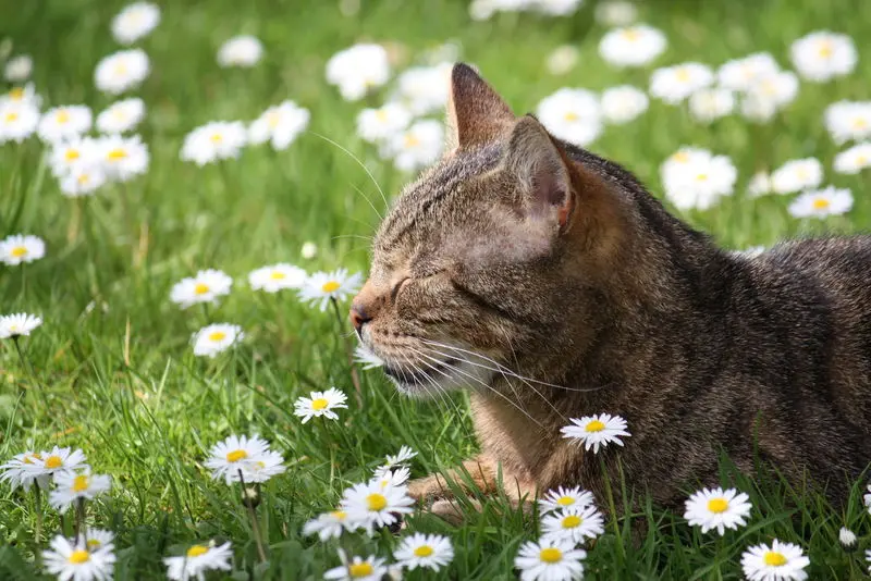 Bild von Nelson "Nelly"