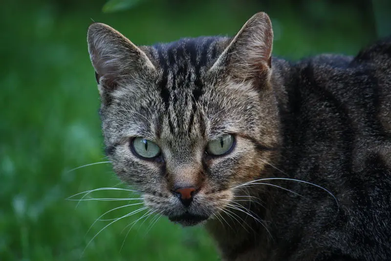 Bild von Nelson "Nelly"