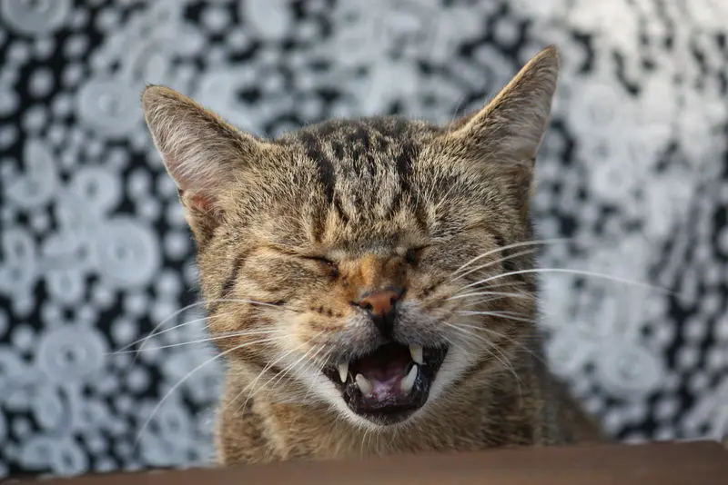 Bild von Nelson "Nelly"