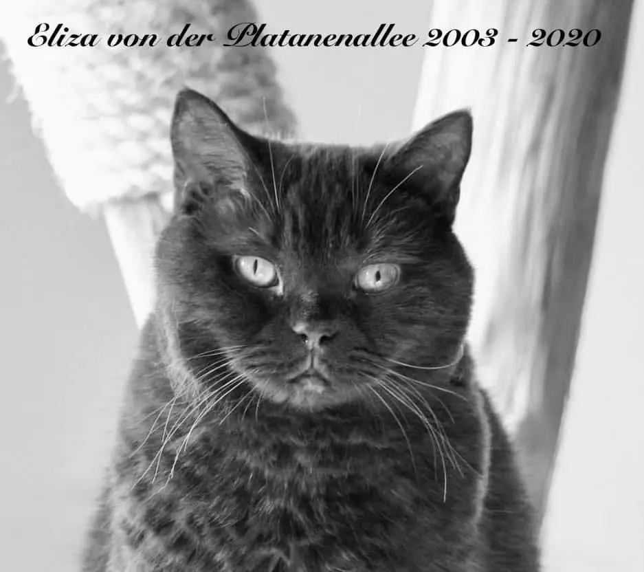 Bild von Eliza