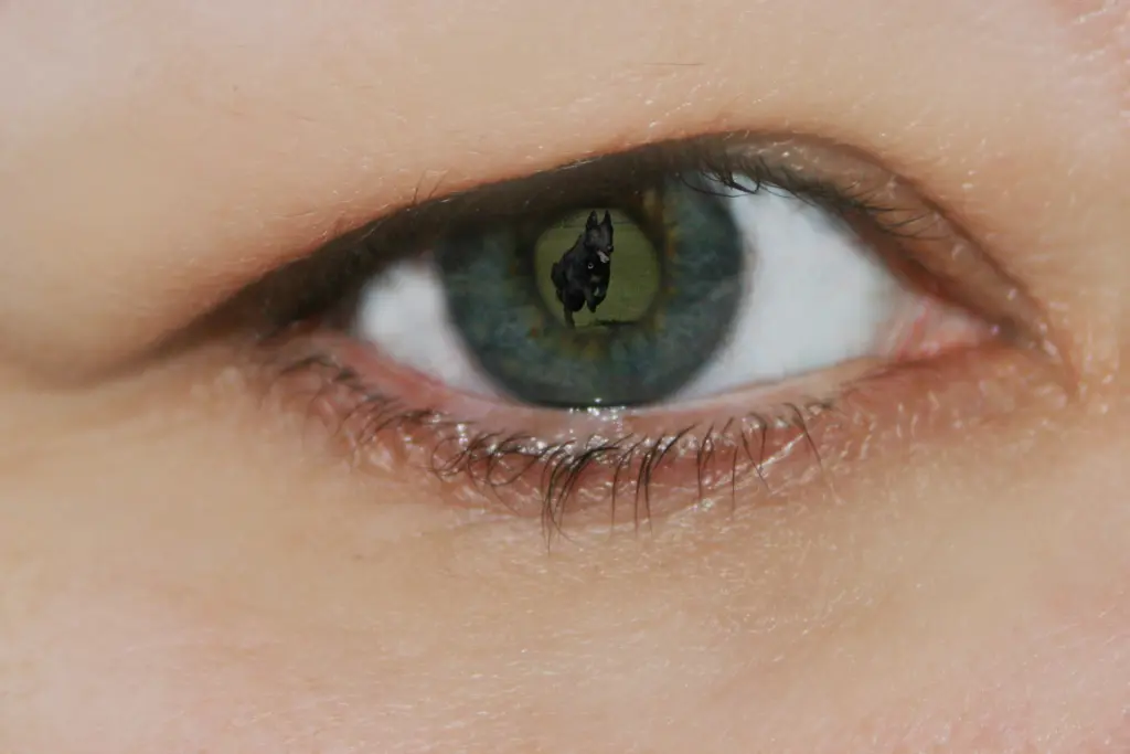 Image from In Extremo