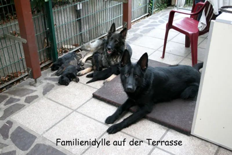 Image from In Extremo