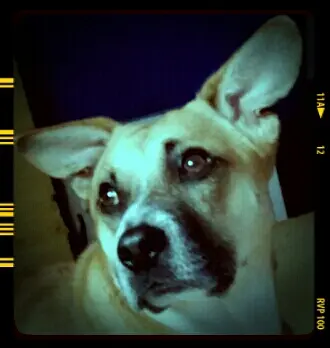 Image from Pixel