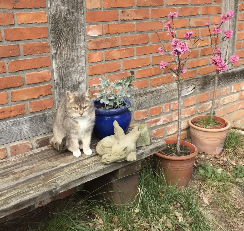 Image from Fee