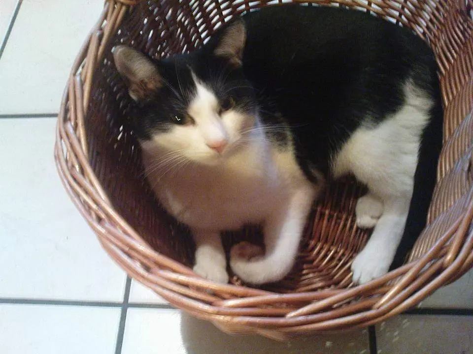 Image from Wickie