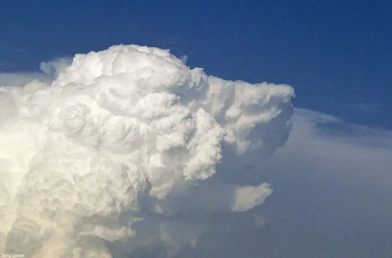 Condolence image of Iris