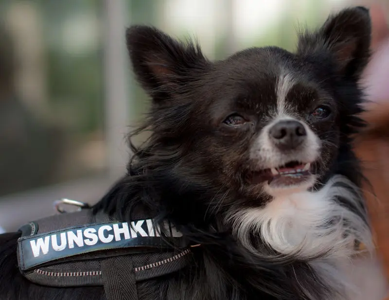 Condolence image of Marion mit Rocky im Herzen