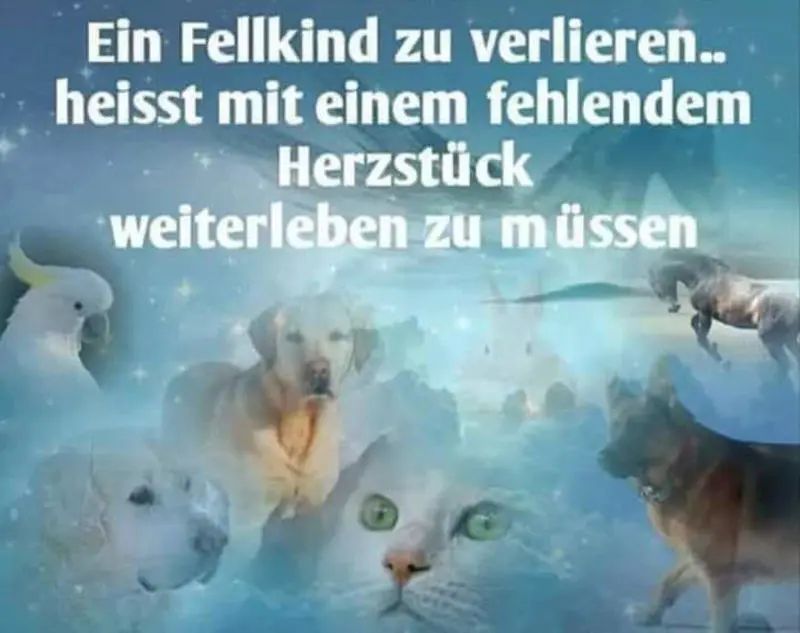 Condolence image of Ellen Schwarz