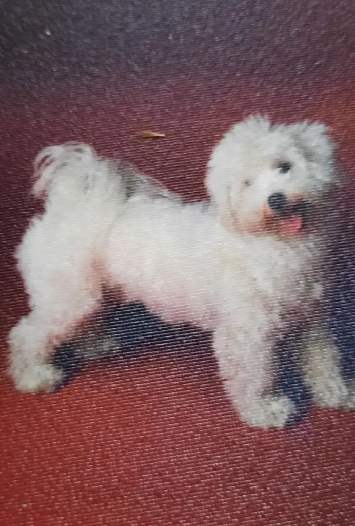 Condolence image of Lutz