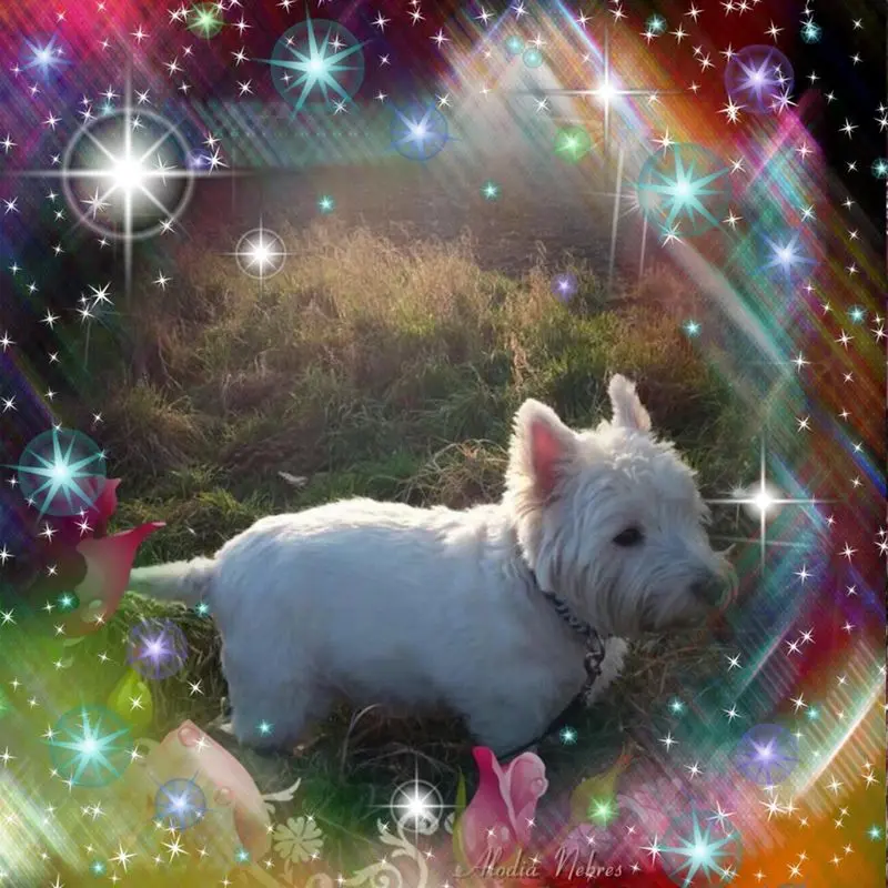 Condolence image of Balu ✨✨✨