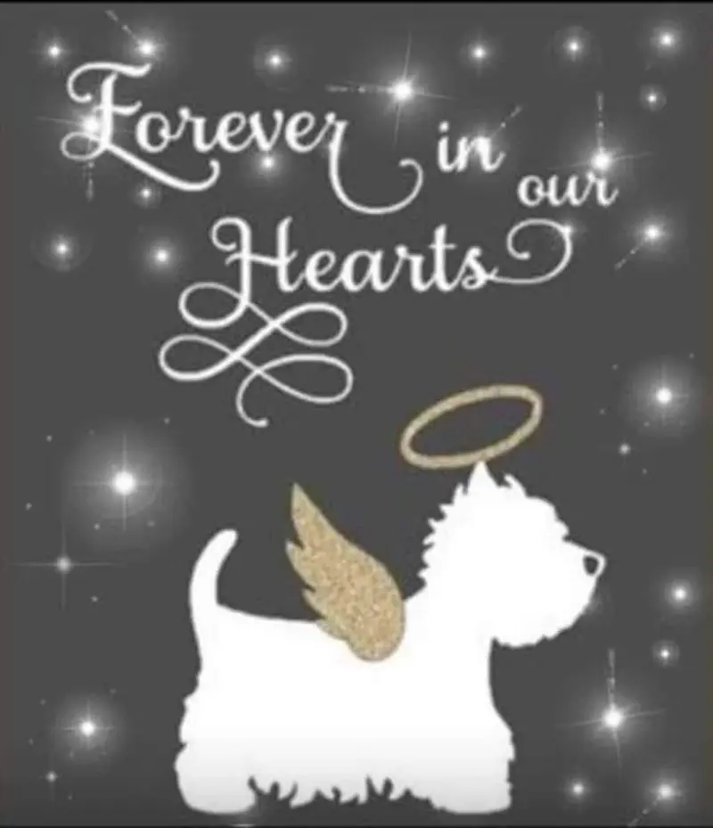 Condolence image of Olli ✨✨✨