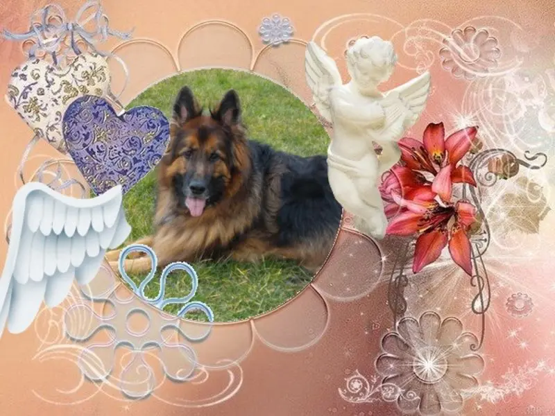 Condolence image of ❤️❤️❤️❤️❤️❤️❤️❤️❤️❤️❤️❤️❤️❤️