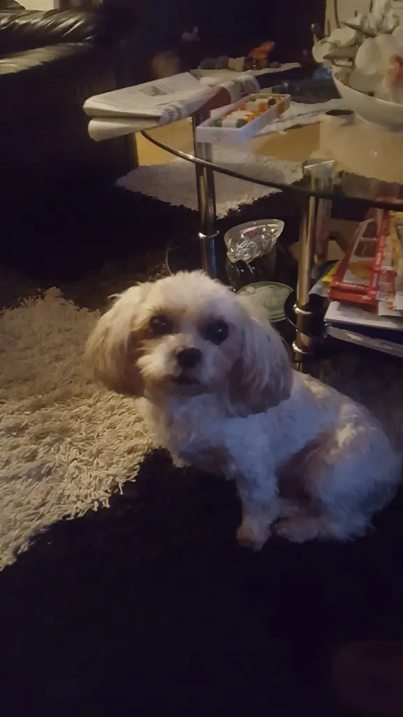 Condolence image of Renate mit Calimero im Herzen und Mogli an meiner Seite 