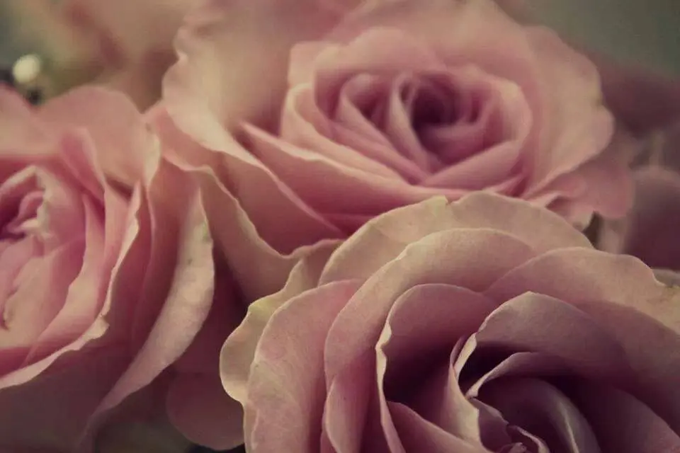 Condolence image of Birgit mit Shila im Herzen ♥️ 