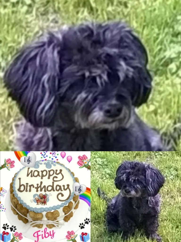 Condolence image of Rasselbande 