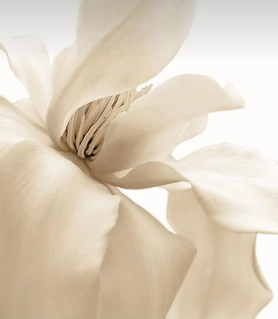 Condolence image of Birgit mit Shila im Herzen ♥️ 