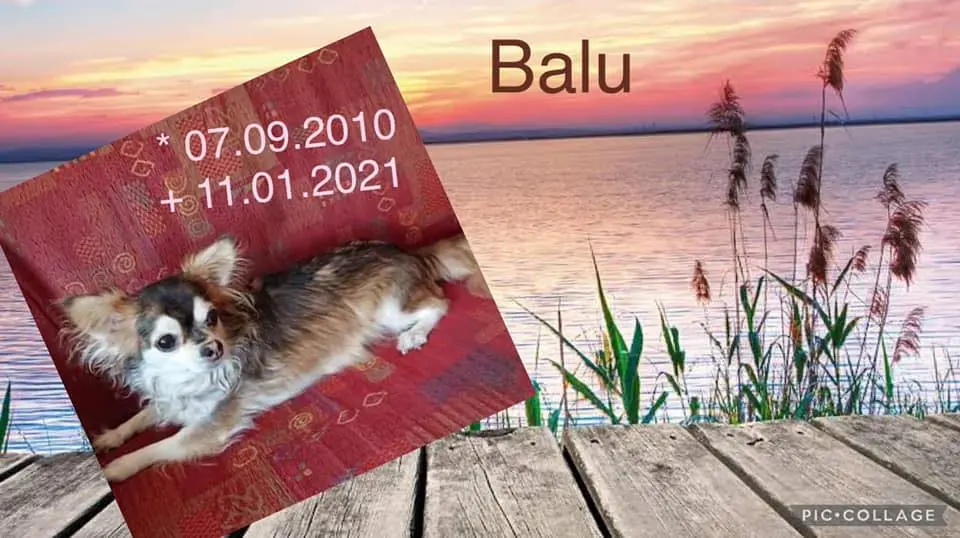 Condolence image of für Balu