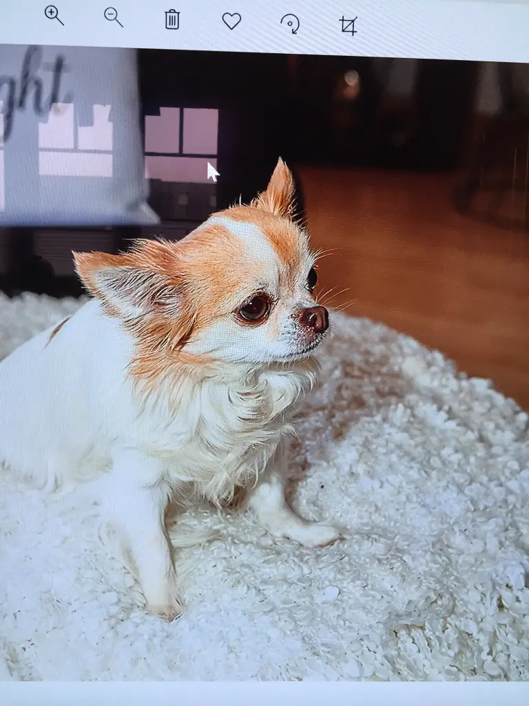 Condolence image of Birgit mit Shila im Herzen ♥️ 