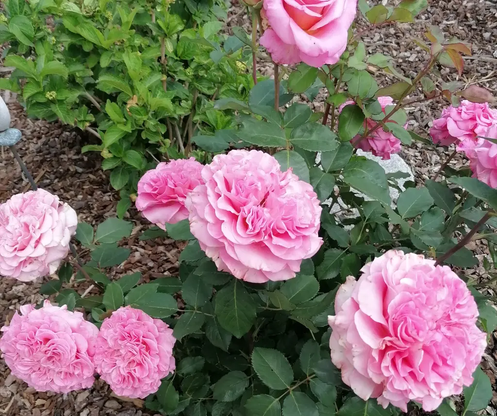 Condolence image of Für Balu ❤️