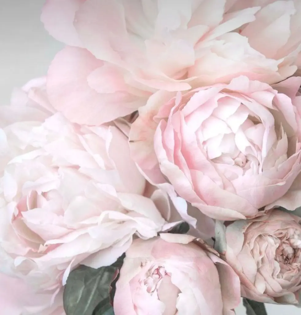 Condolence image of Für Balu und Ina 