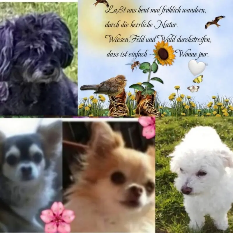 Condolence image of Elke mit Fiby ❤️