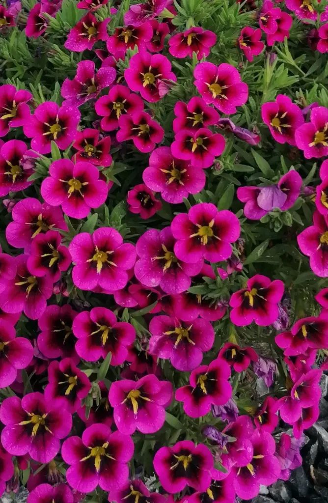 Condolence image of Von Snowy ❤️für Ina 