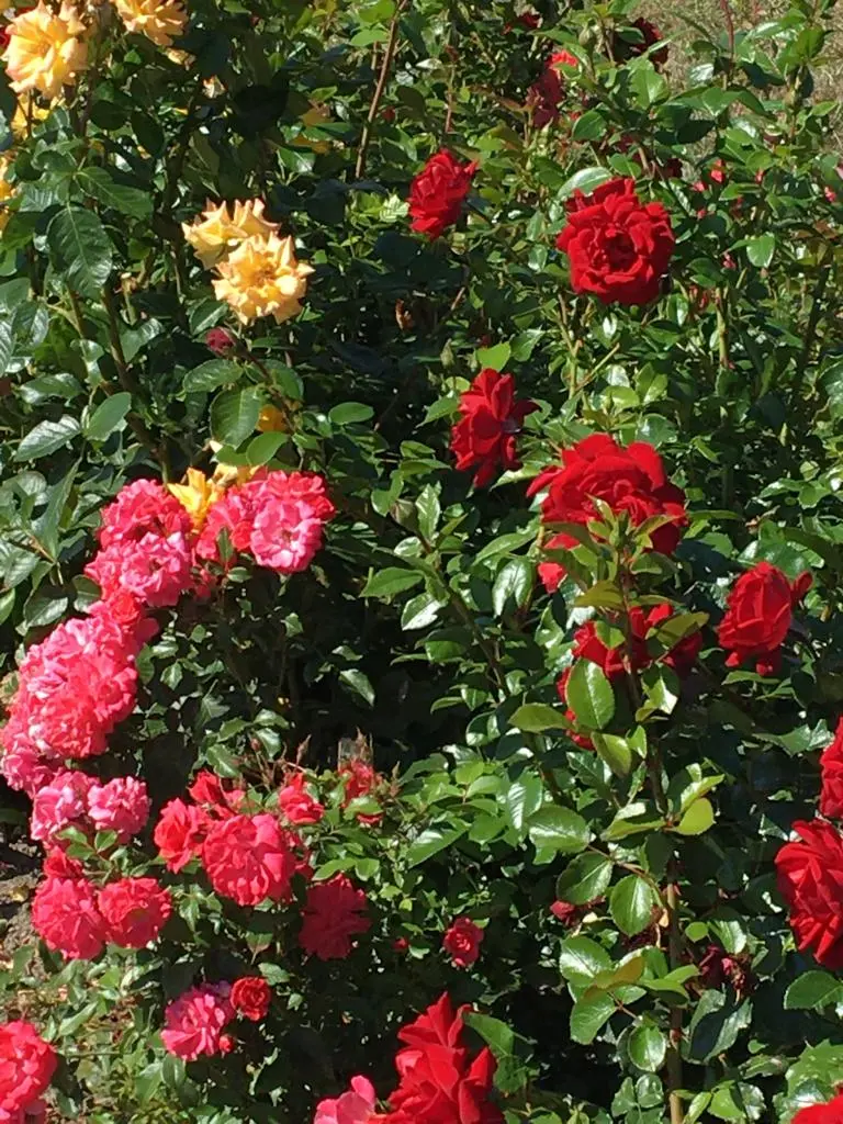 Condolence image of Gaby mit Snowy ❤️