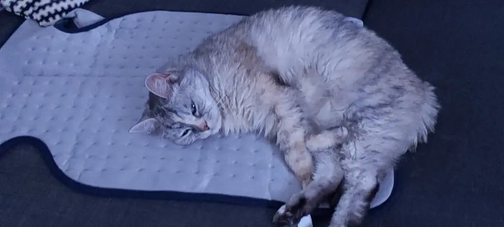 Condolence image of Silke mit Mia im Herzen