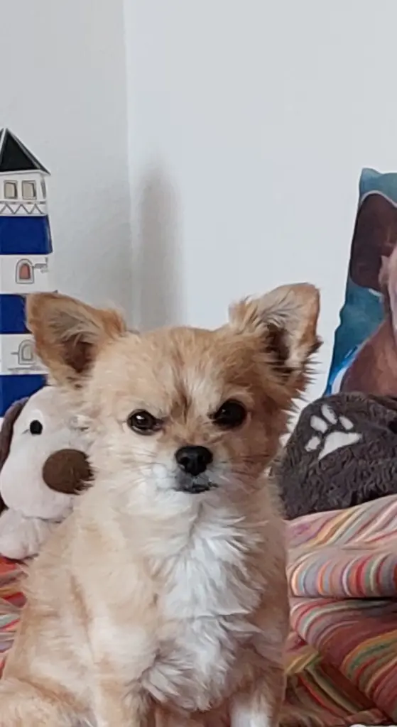 Condolence image of Jutta mit Purzel tief im Herzen  ✟ 08.05.2016 