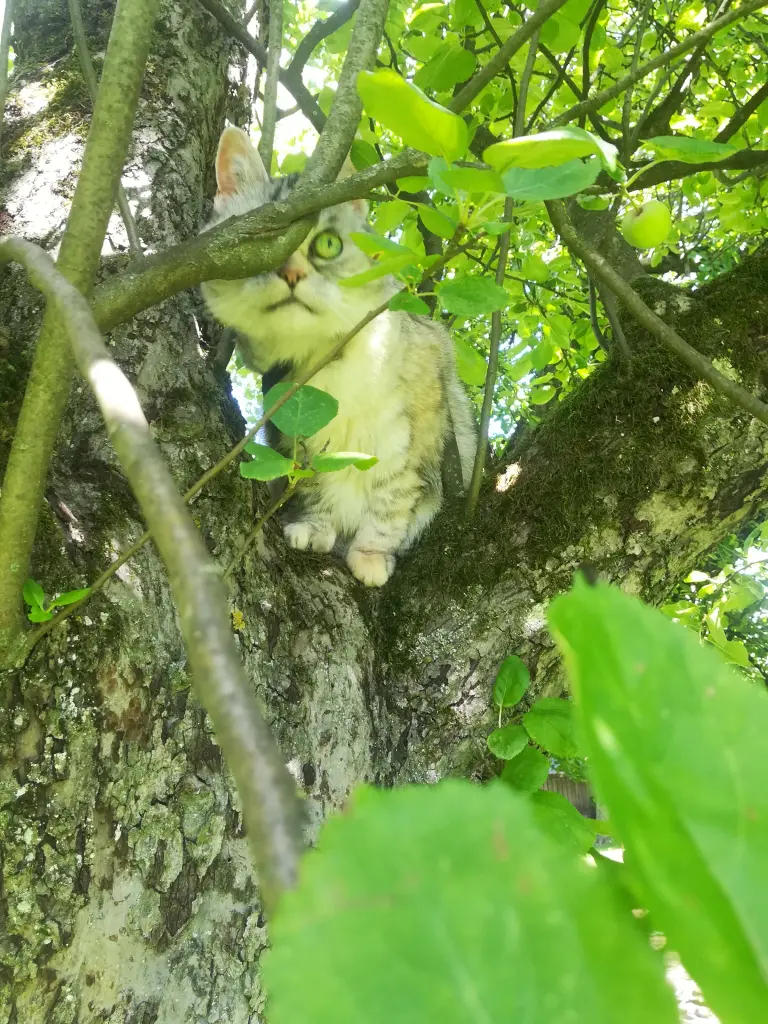 Condolence image of Für Ina und Balu